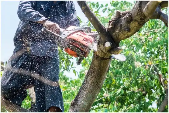tree services Carlisle